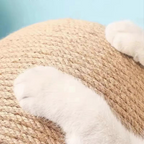 Close-up of a cat's paw on a textured surface with a light blue background